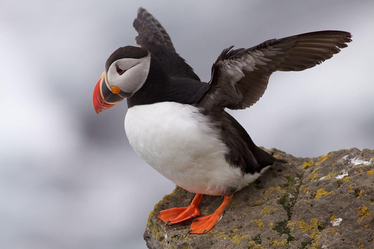 An Atlantic puffin spreading its wings on a rock, with its orange bill and feet visible.